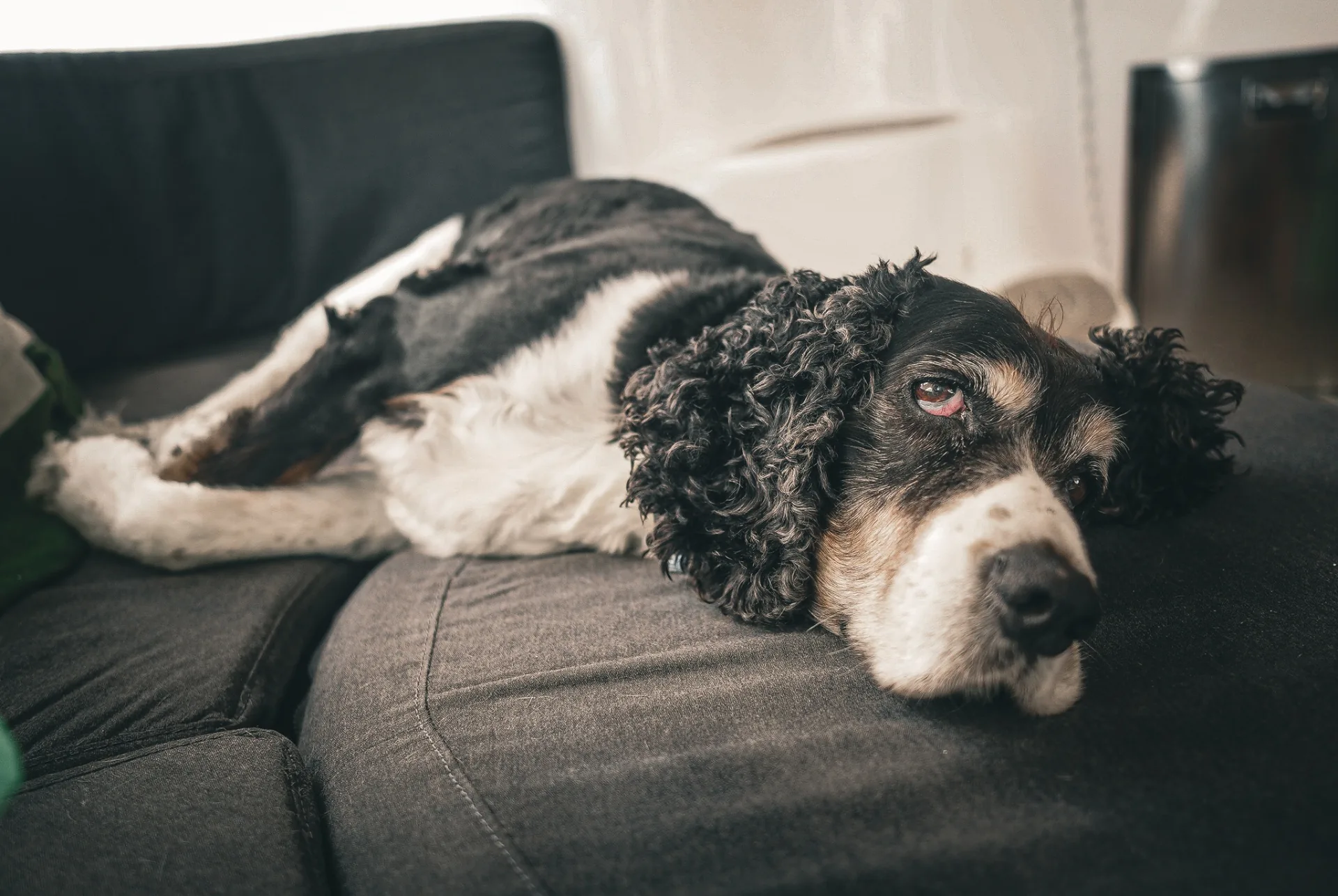Stella the Springer Spaniel resting on the salon settee aboard Stella Blue catamaran